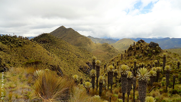 Une flore exceptionnelle, des paysages à couper le souffle : lors de vos treks en Colombie, vous serez émerveillés !