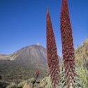 Avis séjour randonnée trekking à Tenerife aux Canaries