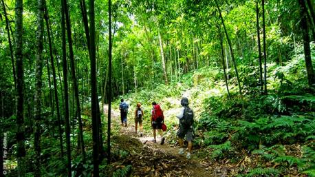 Des parcours de trek inoubliables dans la forêt tropicale de la réserve naturelle de Ngoc Son Ngo Luong au Vietnam