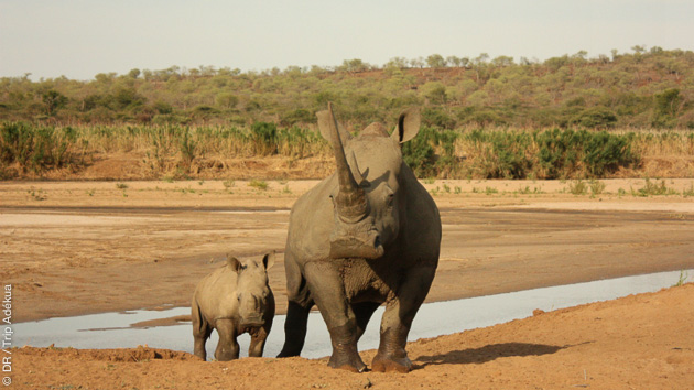 Un séjour trekking pour observer les paysages et les big five d'Afrique du Sud, éléphants, rhinocéros, léopard, buffle et lions