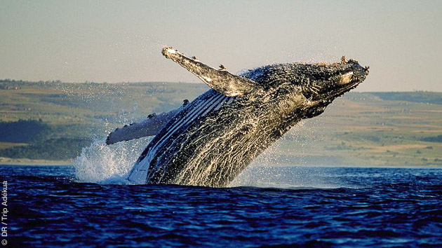 Un safari trek pour au départ de Hermanus salué par les baleines
