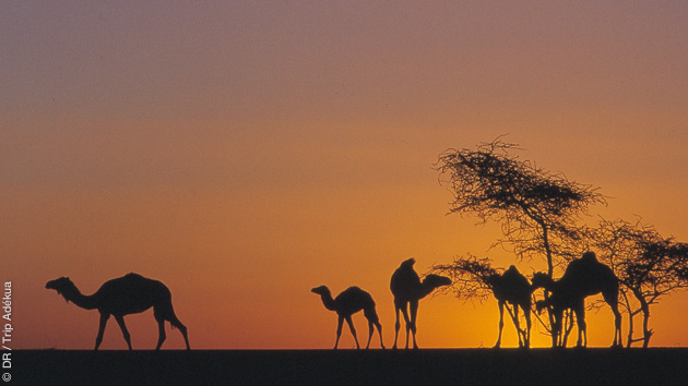Trek entre l'erg Warane et Chinguetti en Mauritanie