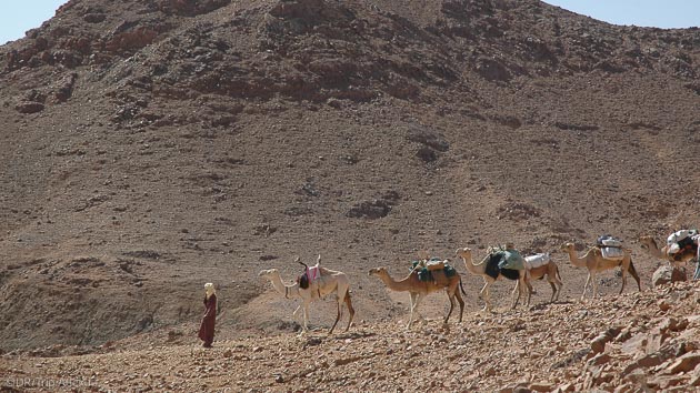 Randonnée chamelière inoubliable en Algérie dans le massif du Hoggar