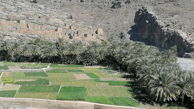 Découvrez palemraies et cultures en étage au Sultanat d'Oman