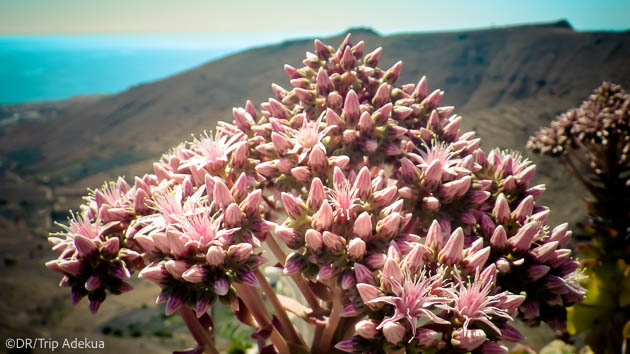 Découvrez la beauté de Lanzarote et La Graciosa aux Canaries