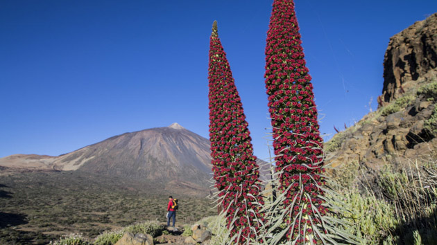 Teide, parc national d'Anaga, venez explorer Tenerife