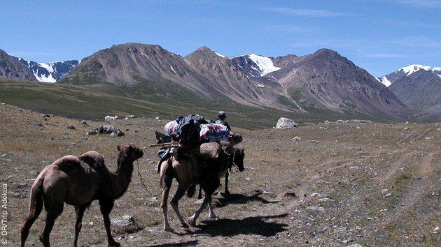 Caravane avec chameaux pour accompagner vos randonnées le long des plaines mongoles