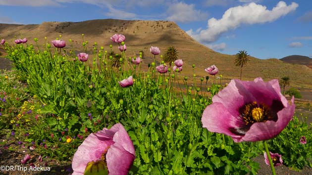 Marchez dans les plus beaux paysages des Canaries