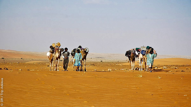 Une caravane chamelière dans le désert de Mauritanie